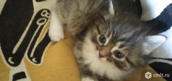 Котята. Фото 3.