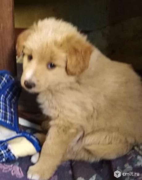 Отдам щенка в добрые руки. Фото 5.