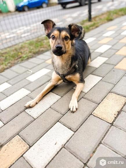 Маленькая собачка в добрые руки. Фото 1.