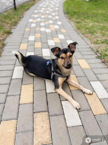 Маленькая собачка в добрые руки. Фото 6.