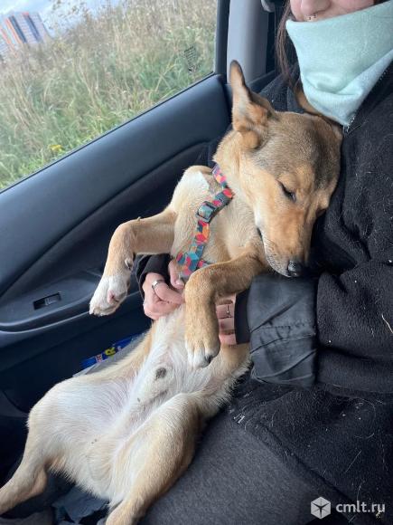 Молодой песик в добрые руки. Фото 5.