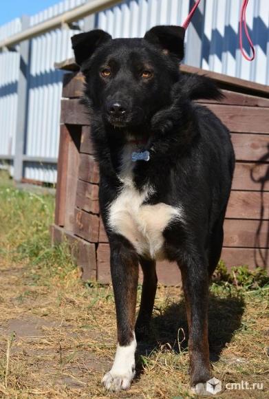 Пес Черныш в добрые руки. Фото 1.