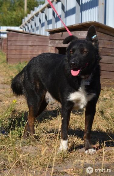 Пес Черныш в добрые руки. Фото 5.