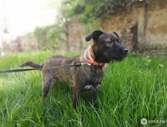 Собака Санта в добрые руки. Фото 1.