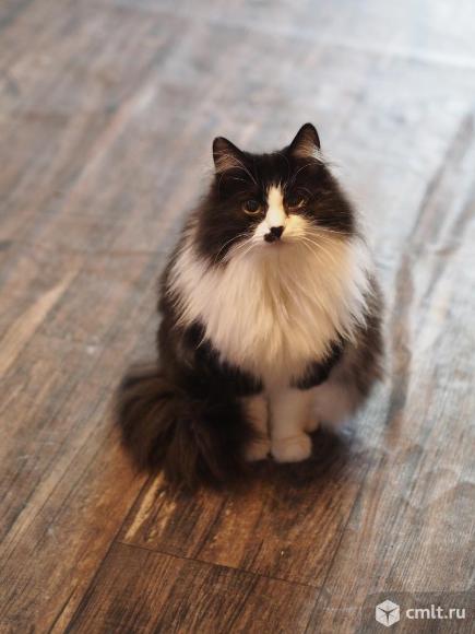 Кошка Люся в добрые руки. Фото 1.