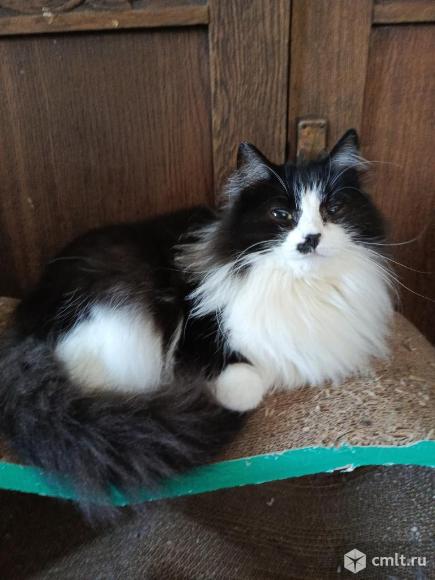 Кошка Люся в добрые руки. Фото 5.