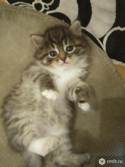 Котята. Фото 1.