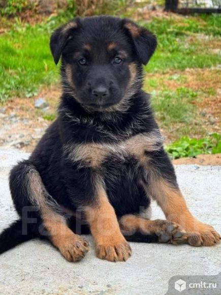 Куплю породистого щенка немецкой овчарки (мальчика). Фото 1.