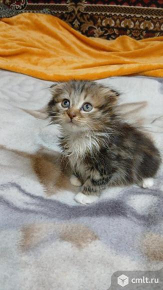 Шотландский вислоухий короткошёрстный котёнок. Фото 1.