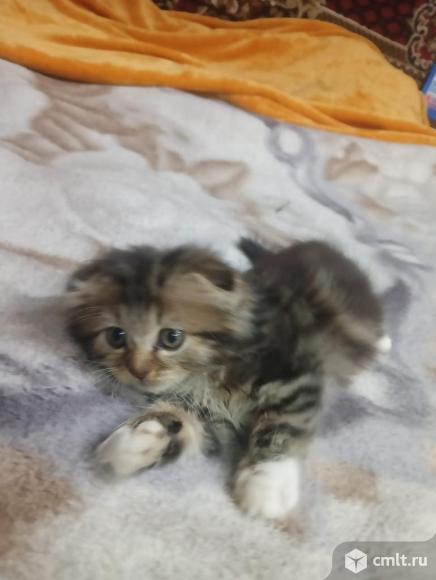 Шотландский вислоухий короткошёрстный котёнок. Фото 4.