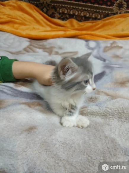 Шотландский прямоухий короткошёрстный котёнок. Фото 5.