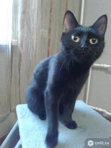 Красивая  черная  кошечка  с  желтыми  глазами. Фото 1.