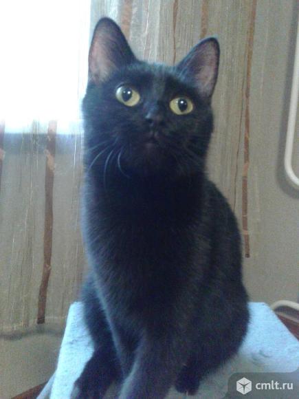 Красивая  черная  кошечка  с  желтыми  глазами. Фото 7.