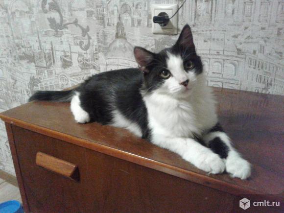 Черно-белый  котенок  (4  месяца). Фото 1.