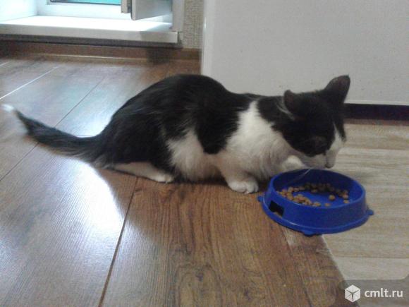 Черно-белый  котенок  (4  месяца). Фото 5.