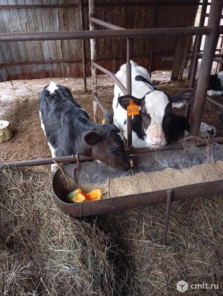 Бычки телочки. Фото 5.
