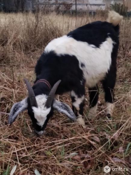 Продажа коз. Фото 1.