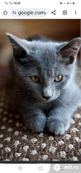 Котенок 4 месяца порода русская голубая. Фото 1.