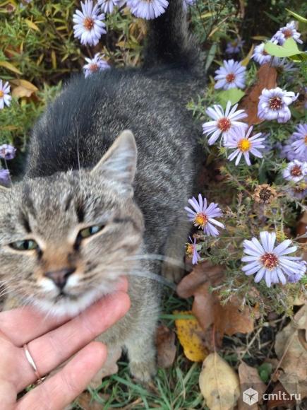 Котенок в добрые руки. Фото 4.