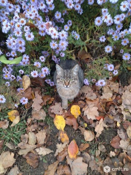 Котенок в добрые руки. Фото 1.