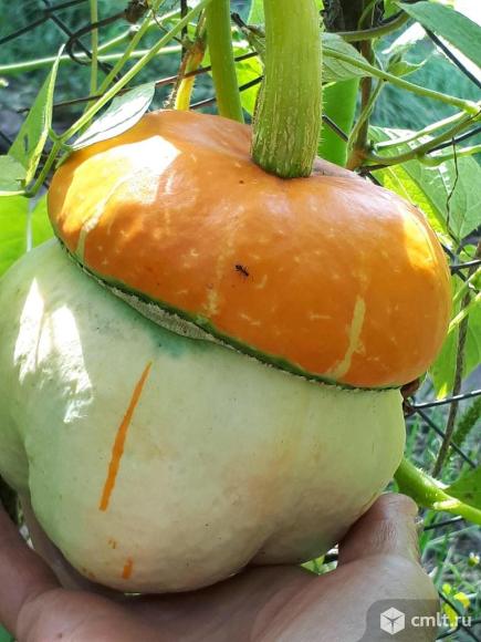 Тыква декоративная «Красная шапочка» Чеснок; Гладиолусы. Фото 1.