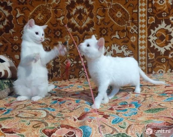 Белым котятам нужен дом. Фото 1.
