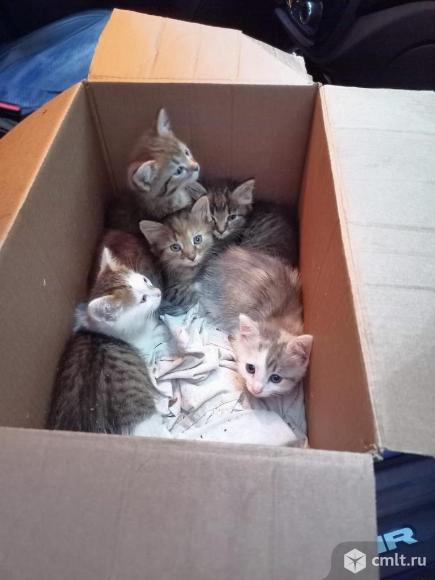 Котята в добрые руки. Фото 1.