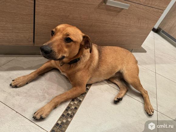 Собака Герда в добрые руки. Фото 1.