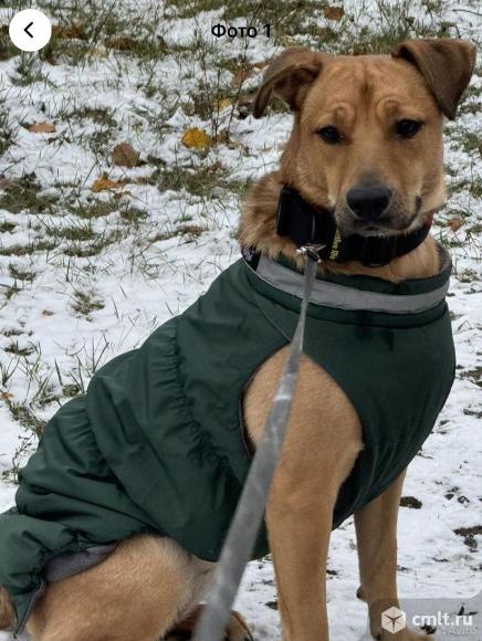 Собака Герда в добрые руки. Фото 5.