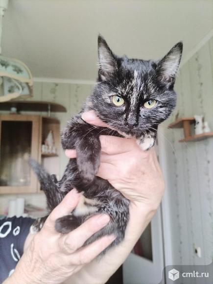 Котенок Буся в добрые руки. Фото 1.