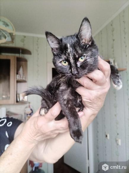Котенок Буся в добрые руки. Фото 3.