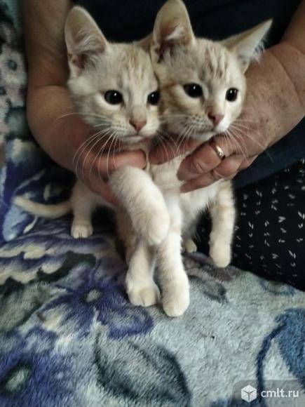 Котятам нужен дом. Фото 1.