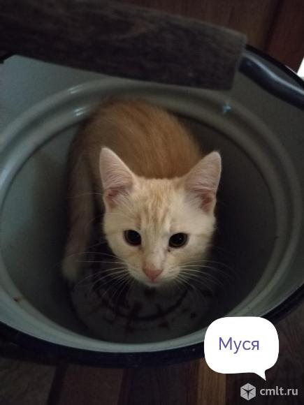 Котятам нужен дом. Фото 4.