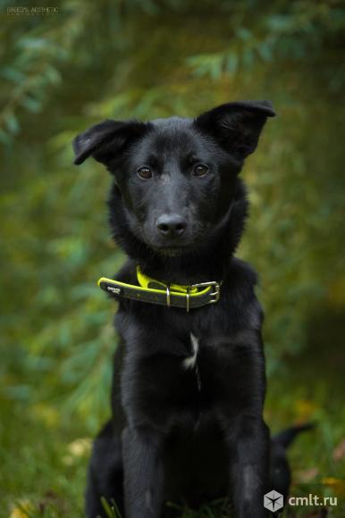 Щенок Луна ищет дом. Фото 1.