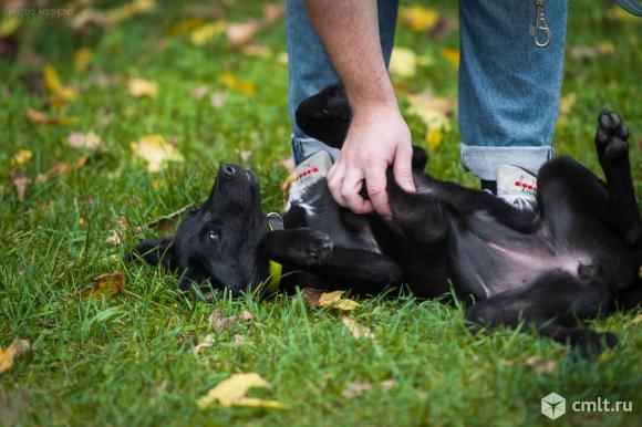 Щенок Луна ищет дом. Фото 10.