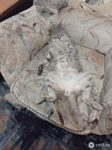 Пропал. Фото 2.