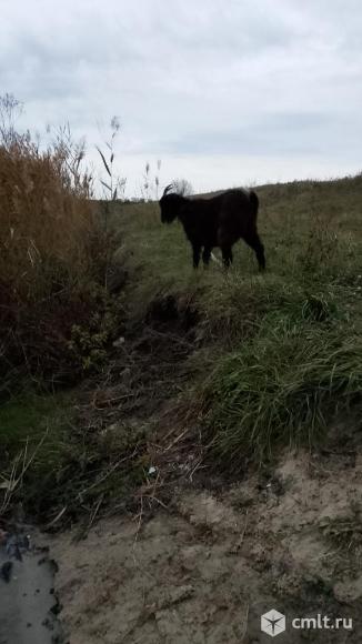 Коза на племя,бараны на мясо и тёлочка. Фото 1.