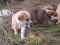 Щенкам нужен дом. Фото 8.