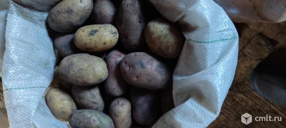 Продажа картофеля со своего огорода. Фото 1.