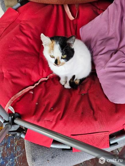 Котенок в добрые руки. Фото 1.