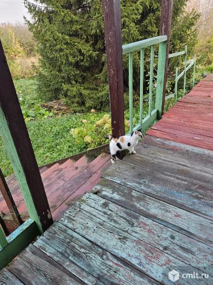 Котенок в добрые руки. Фото 4.