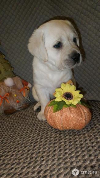 Щенки лабрадора с документами РКФ. Фото 1.