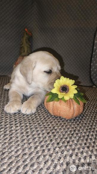 Щенки лабрадора с документами РКФ. Фото 3.