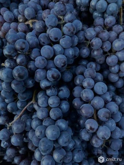 Виноград. Фото 1.