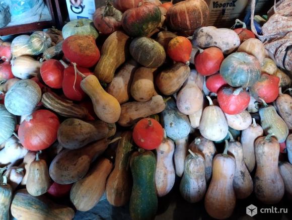 Тыква. Фото 1.