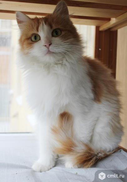 Кошка Люся в добрые руки. Фото 1.