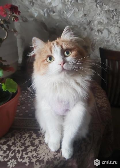 Кошка Люся в добрые руки. Фото 4.