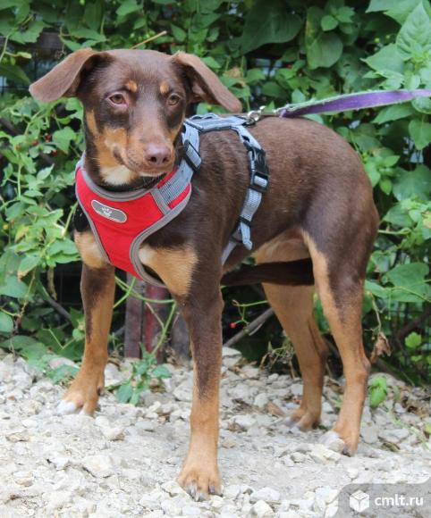 Собачка Мия в добрые руки. Фото 1.