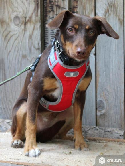 Собачка Мия в добрые руки. Фото 5.