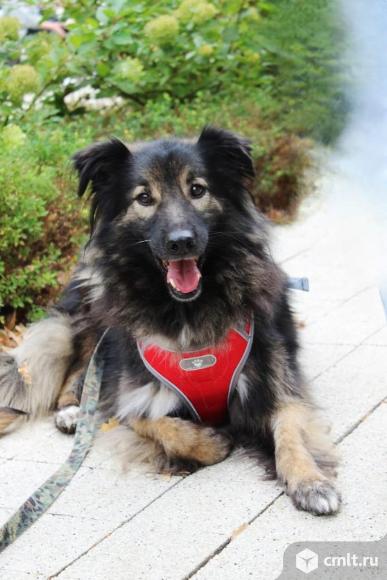 Взрослый пес ищет дом. Фото 1.